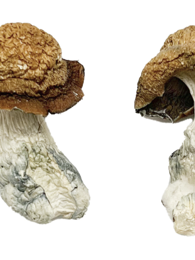 Makilla Gorilla Magic Mushrooms